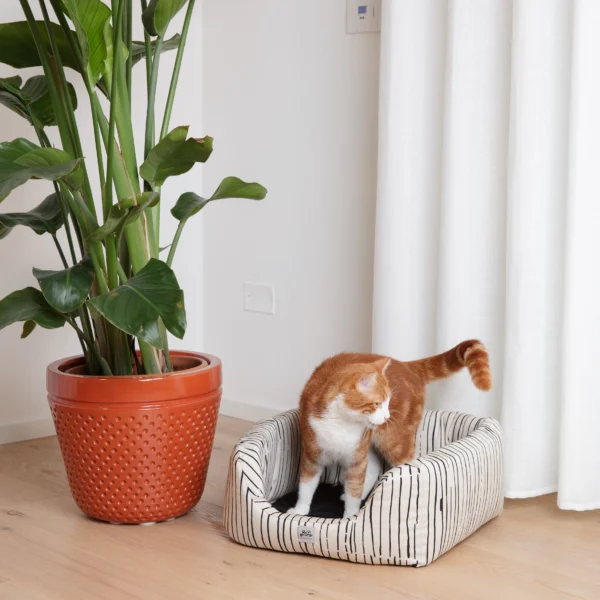 Cuccia Lily - immagine 4